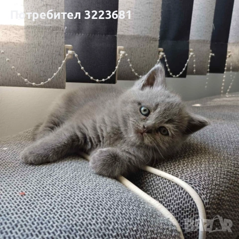 Британски късокосмести котета, снимка 6 - Британска късокосместа - 54386601