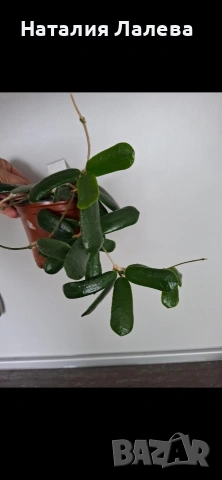 Хоя, hoya Rotundifolia, снимка 2 - Стайни растения - 55232230