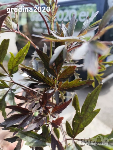 Черен Бъз - Ева (Sambucus nigra 'Eva' BLACK LACE) Приемаме поръчки за юли месец , снимка 3 - Разсади - 54808485