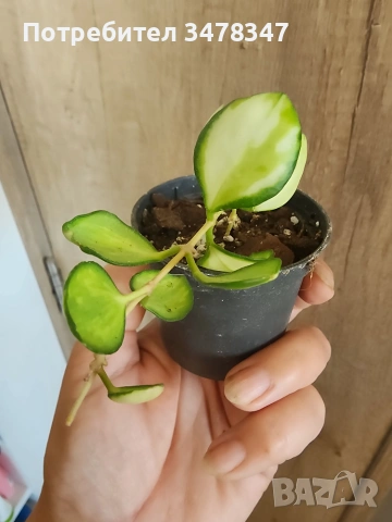 Хоя Heuschkeliana variegata