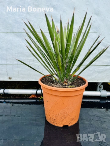 Уникална студоустойчива дървовидна юка Yucca filifera , снимка 7 - Градински цветя и растения - 54389640