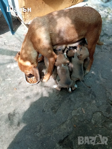 Продавам Родезийски Риджбек , снимка 16 - Риджбек - 54903687