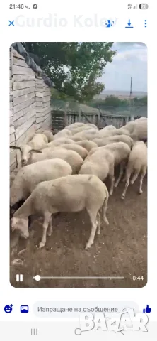 Овце за продаване изгодно