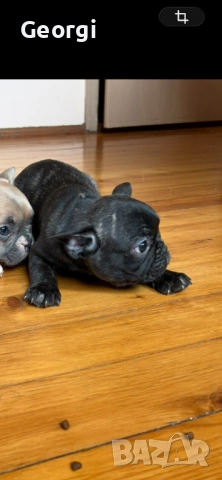 Френски булдог, снимка 2 - Френски булдог - 54267311
