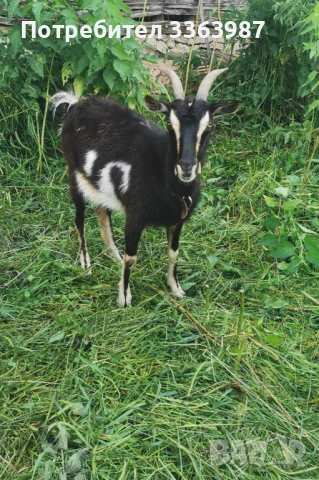 Ziegen, Milchziegen 
