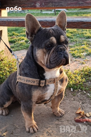 Елитен мъжки френски булдог за разплод , снимка 3 - Френски булдог - 54076379