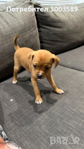 Пинчер, снимка 3 - Пинчер - 54203616