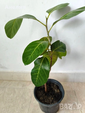 Фикус Ficus Benghalensis( бенгалски фикус ) 