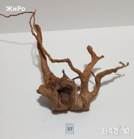 Корен от Азалия /декорация/ 37, снимка 4 - Други - 54101947