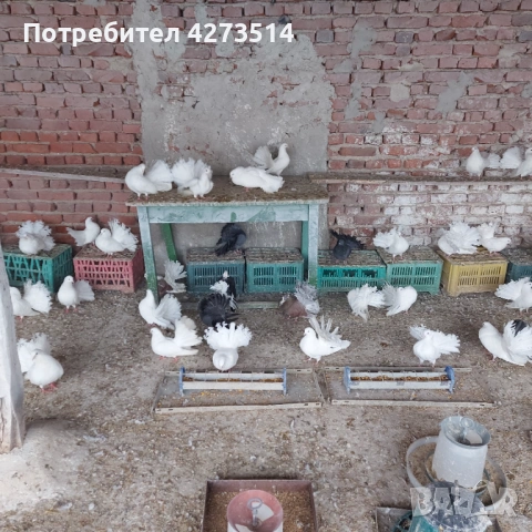 Продавам гълъби финерлии - бели и пъстри, снимка 6 - Гълъби - 53299830