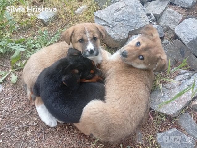 малки кученца във Велинград , снимка 10 - Други - 54578324