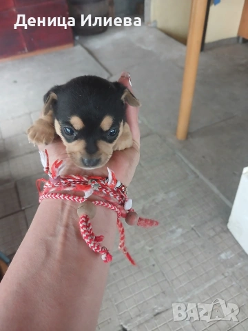 Пинчери на 40 дена, снимка 4 - Пинчер - 54167178