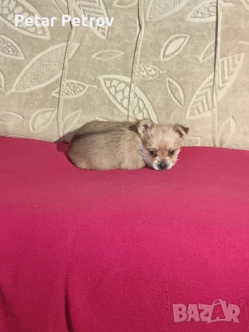 Шпиц , снимка 12 - Шпиц - 53994562