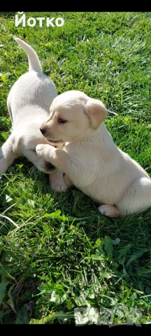 Лабрадор ретривър , снимка 3 - Лабрадор ретривър - 54189754