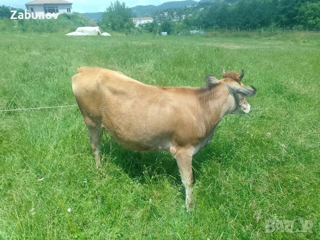 Продавам юница Джерсей на година и три месеца , снимка 9 - Крави - 55108269