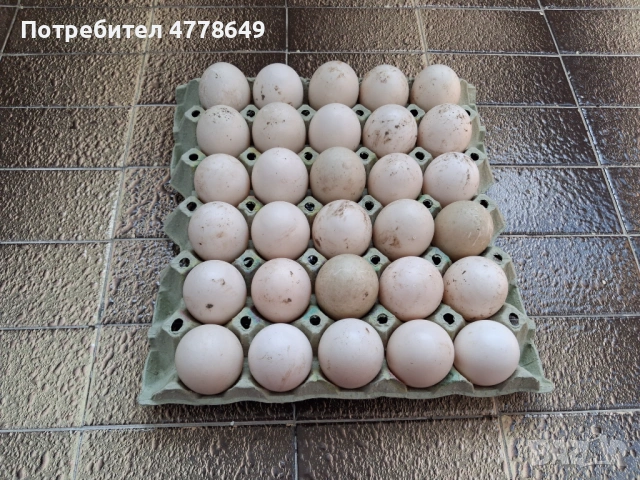  Оплодени яйца от патици, снимка 2 - Патици и гъски - 54574423