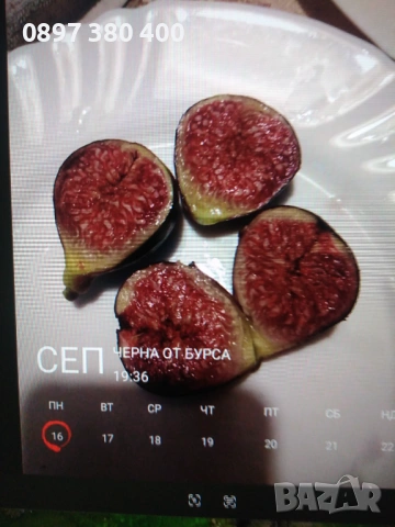 дръвчета смокиня сорт "Черна от Бурса" 