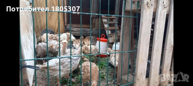 продавам пуйки , снимка 3 - други­ - 54972712