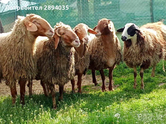 свободни овце и кочове , снимка 2 - Овце - 54977053