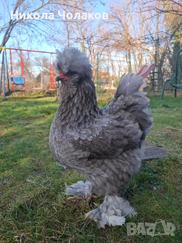 Струмски стандарт яйца , снимка 2 - Кокошки и пуйки - 54215328