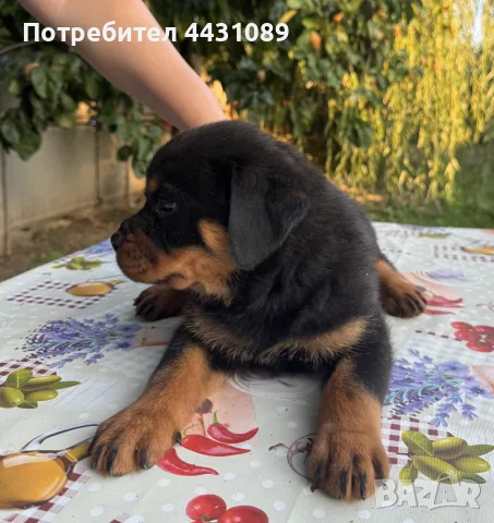 ротвайлерчена от родословни родители, снимка 4 - Ротвайлер - 55390531
