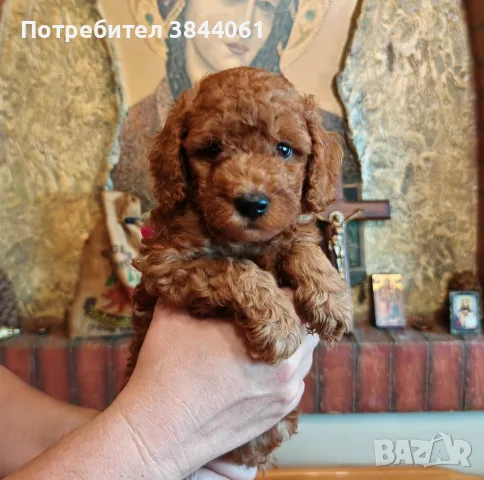 Мини Пуделче момченце , снимка 3 - Пудели - 55397442