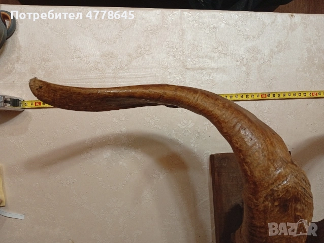 стар трофей рога., снимка 2 - Антикварни и старинни предмети - 54239950