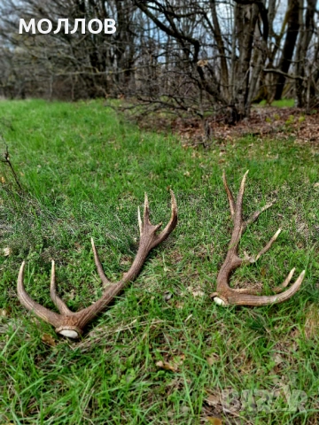 Еленови Рога , снимка 3 - Антикварни и старинни предмети - 54153759