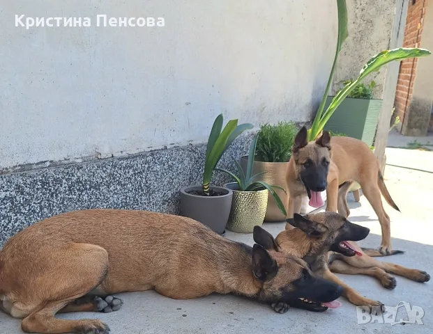 Белгийска овчарка , снимка 6 - Белгийска овчарка - 55536220