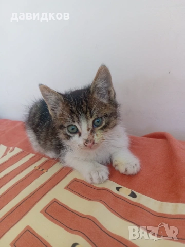 Подарявам малко коте.