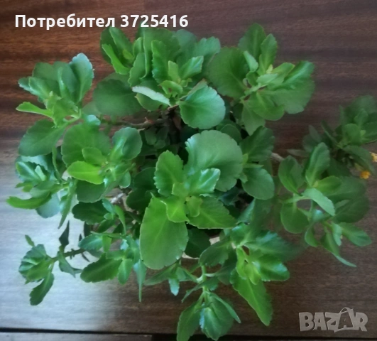 Цвете каланхое