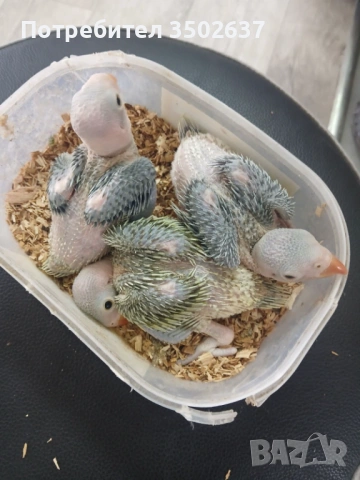 Малък александър, снимка 4 - Папагали - 54178530