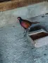 Продавам мъжки колхидски фазани, снимка 1