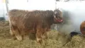 Продавам бикове порода хаиланд(шотландско високо планинско говедо), снимка 10