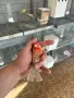 Мексикански чинки, снимка 6