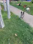 Пинчер мерле..., снимка 3