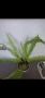Папрат, Nephrolepis, снимка 3