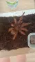 Продавам мъжка Theraphosa blondi, снимка 2