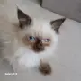 Коте порода Регдол, снимка 1