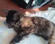 Бездомно женско коте, снимка 6