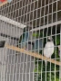 Продавам папагалови амадини форбс - 2бр. женски, снимка 3