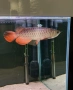Asian Arowana gold crossback blue base, снимка 2