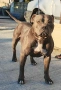 Pit bull питбулчета бул нос, снимка 8