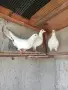 продавам гълъби, снимка 16