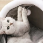 Плюшена къщичка и легло 2 в 1 за котки – Мека възглавница, играчка и неплъзгащо дъно, снимка 4