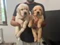 🐾 Малки кученца Голдън Ретривър търсят своите любящи семейства! 🐶❤️, снимка 7