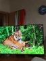 Телевизор TCL QLED 43P7K, снимка 5