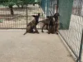 Белгийски овчарки-Малиноа , снимка 5