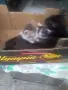 Подарявам котета , снимка 8
