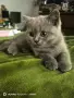 британски късокосмести Лилави , снимка 12